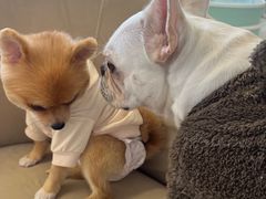 -怪兽屋·羊驼·猫咖·狗咖(俊华广场店)