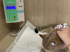 -北京观赏动物医院·24小时大型综合·猫专科·异宠专科