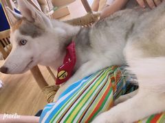 -Husky Go! 哈士奇体验馆·宠物咖啡厅狗咖