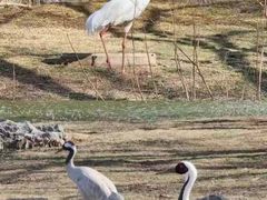 -秦皇岛野生动物园