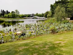 -映月湖公园