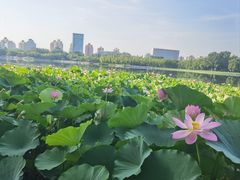 -莲花池公园