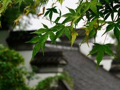 -扬州市茱萸湾风景区