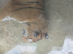 -栾川竹海野生动物园