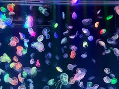 -海合安成都极地海洋公园