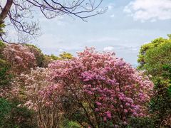 -梧桐山风景名胜区