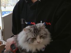 -飞行喵MR PILOT|猫舍·猫咖(静安大融城店)