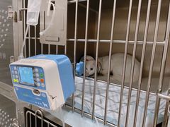 -瑞派名望志远动物医院·猫科·內科·异宠专科(直港大道店)