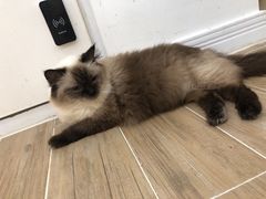 -李小姐の猫咖啡馆(五角场店)