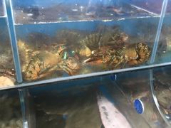 -宾朋海鲜特色美食餐厅·纯手工鲅鱼水饺(兴海路店)