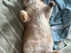 -猫大福·Fortune Cat猫舍(百子湾店)