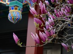 -天津大悲禅院