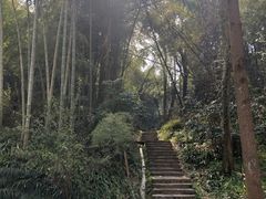 -龙井村