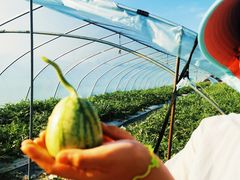 -南汇老顾农家乐采摘大团水蜜桃采摘店