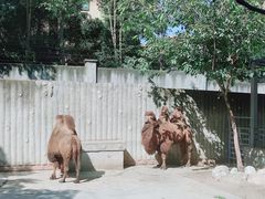 -成都动物园