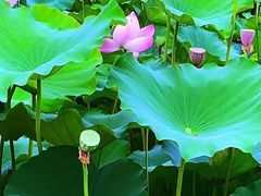 -陈家山荷花公园