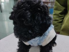 -嘉馨宠物医院·CT影像转诊·心脏科·犬猫全科诊疗中心(下沙大学城院区)