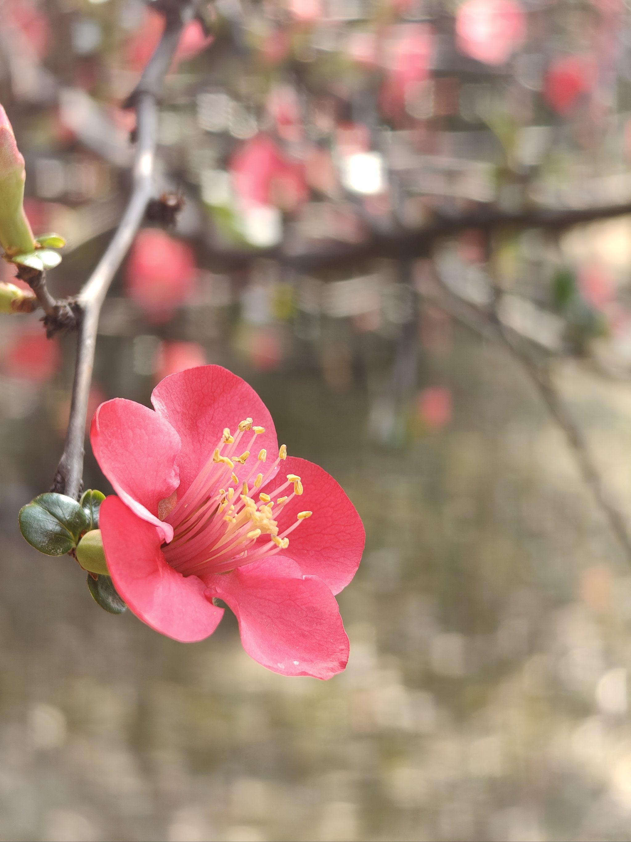 桃花的样子 壁纸风景图片