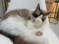 -糯米喵星人·撸猫猫舍咖啡馆(西市场嘉华店)