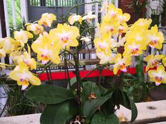 -广州兰圃