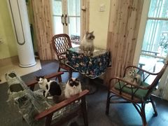 -猫色咖啡·猫咖
