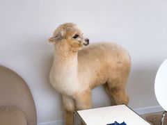 -怪兽屋·羊驼·猫咖·狗咖(俊华广场店)