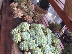 -金科花卉市场