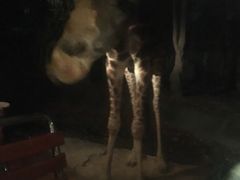 -清迈夜间动物园
