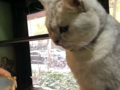 -李小姐の猫咖啡馆(五角场店)