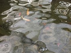 -汤山翠谷生态餐厅