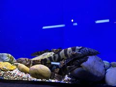 -上海海洋水族馆