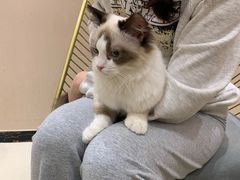 -藏猫猫咖啡主题馆(中央大道店)