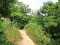 -羊山湖公园