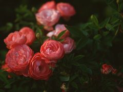 -香蜜公园