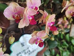 -亚龙湾热带天堂森林公园