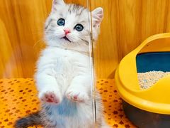 -欣宠猫屋·矮脚拿破仑·蓝金金渐层