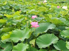 -荷塘月色湿地公园·向阳花洲