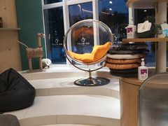-飞行喵MR PILOT|猫舍·猫咖(静安大融城店)