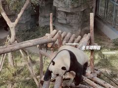 -北京动物园