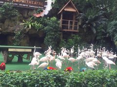 -新加坡飞禽公园