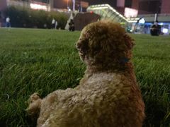 -下沉广场(羊坊店街道)