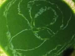 自制青豆泥-绿茶餐厅(华联万柳店)