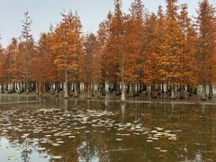 -白鹭湾湿地公园