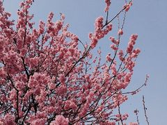 -上海辰山植物园
