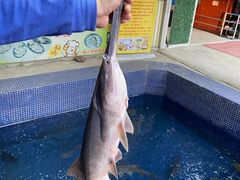 -鸿渡渔庄·特色鸭咀鱼