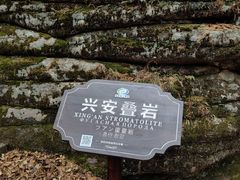 -汤旺河林海奇石景区