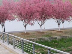 -羊山湖公园