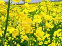 -营地公园·团建拓展·亲子户外(奉贤店)