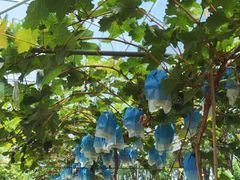 -马陆小张葡萄园农家乐