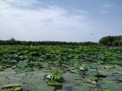 -洪湖生态旅游区